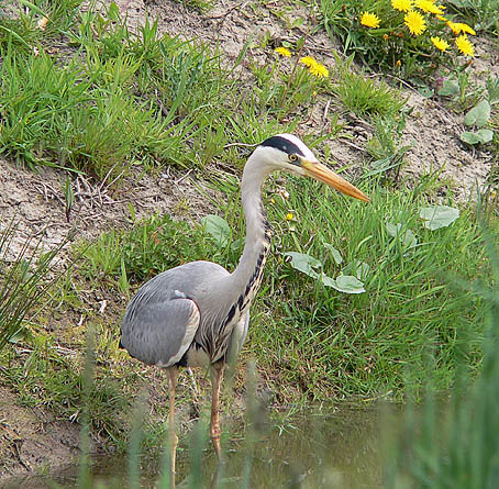 Blauwereiger270406